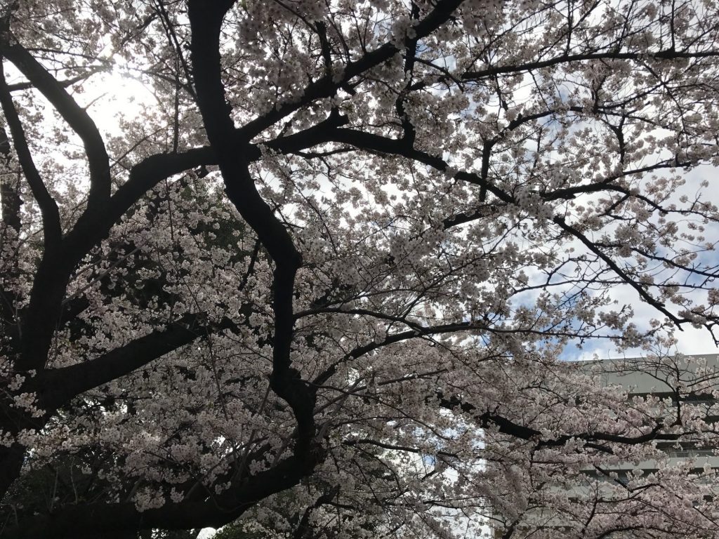 さくら