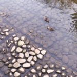 善福寺川沿い散歩でカモに癒され・上肢の筋力測定がアップしていて良い1日だった2019.2.8