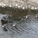 1日リハビリの最後に善福寺川沿いのカモとシラサギに癒されホットした2019.2.11