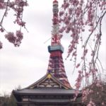 東京タワーの帰りに増上寺によって1部桜が咲いていて癒された2019.3.22
