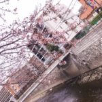 リハビリ外来あっという間の1週間、善福寺川沿いも桜が咲いていて癒された2019.3.23