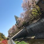 リハビリ外来は1週間に1度で、桜の咲き具合、散り具合が楽しめた2019.4.13