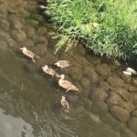 リハビリ外来の最終日、仕事復帰した後のケア方法を教わり、善福寺川のカモ親子が可愛い、毎週みれなくなるのがさびしい2019.5.18