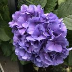 仕事復帰して会いたかった人に会えて嬉しかった2019.6.12