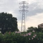 コスモス7月でも咲いているんですね秋の花だと思っていました2019.7.13