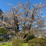 晴れて風もない朝は気持ちいい2020.4.3