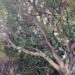 どんぐりが木から落ちてきて脳天直撃もう秋なんですね2020.9.18