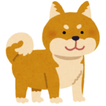 柴犬ファミリーの動画で癒される日々この頃2024.12.08